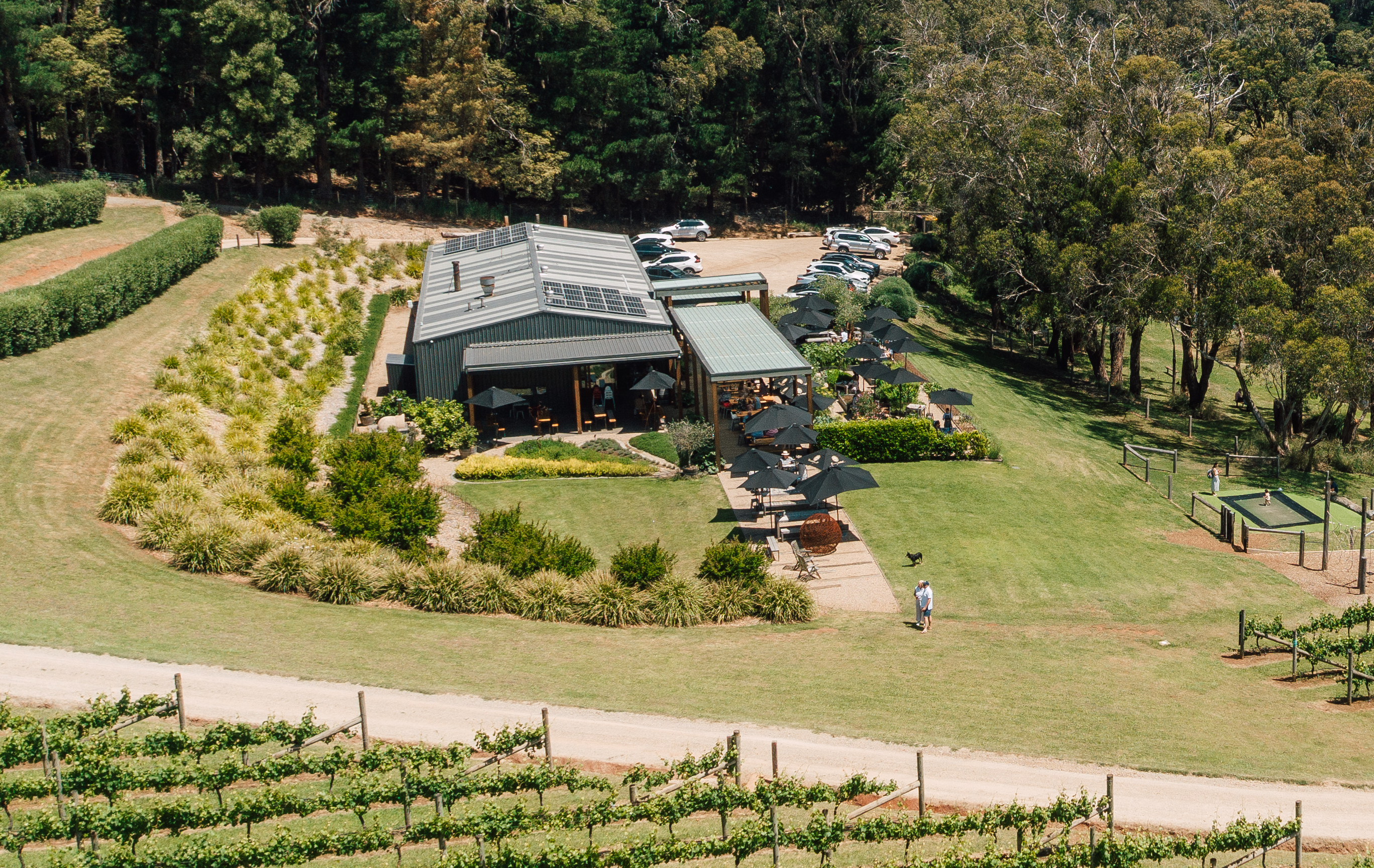 Green Olive at Red Hill