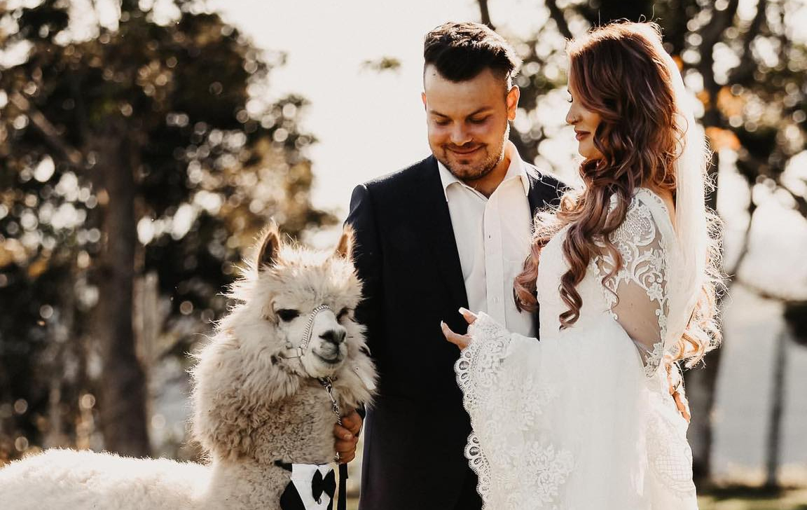 Mountview Alpaca Farm