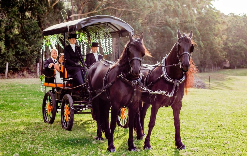 Majestic Horse Drawn Carriages