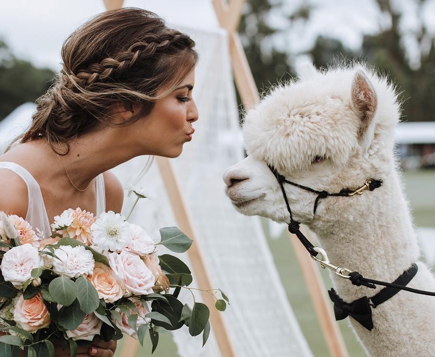 Alpaca Kisses