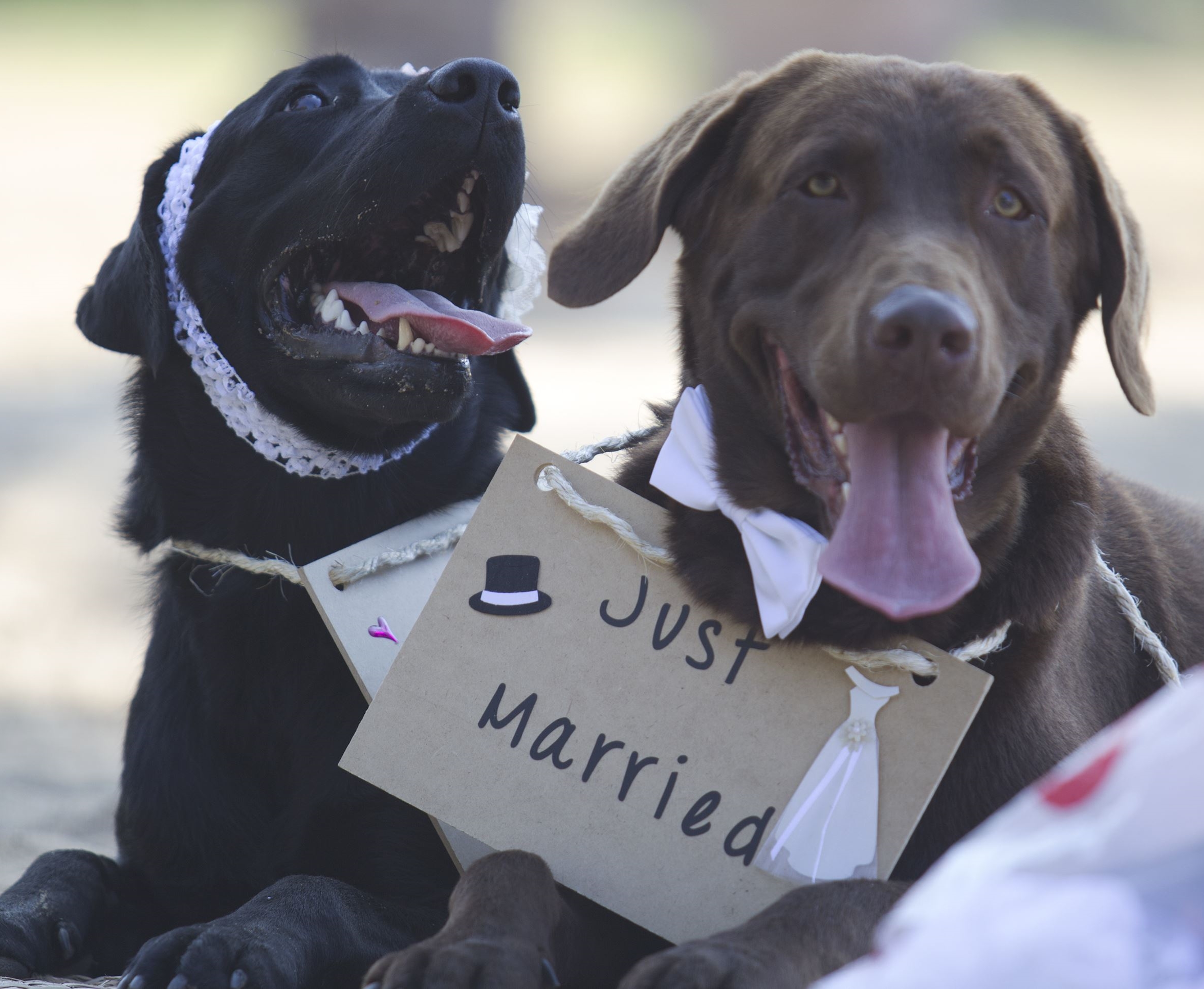 Paw Walk And Mind CO.