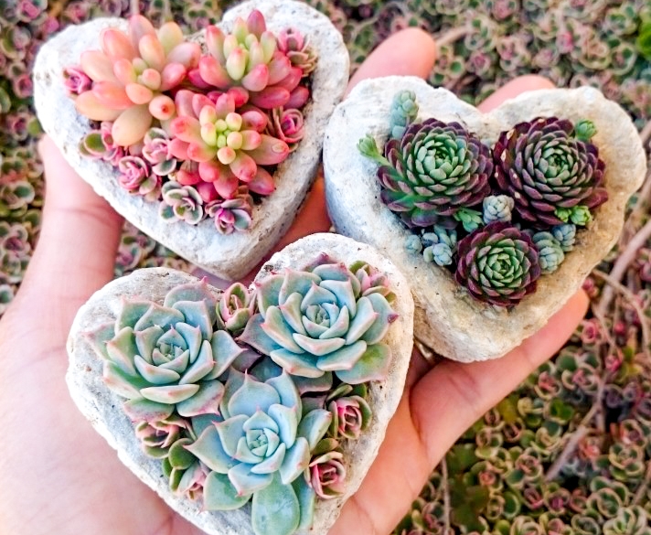 Charming Succulents