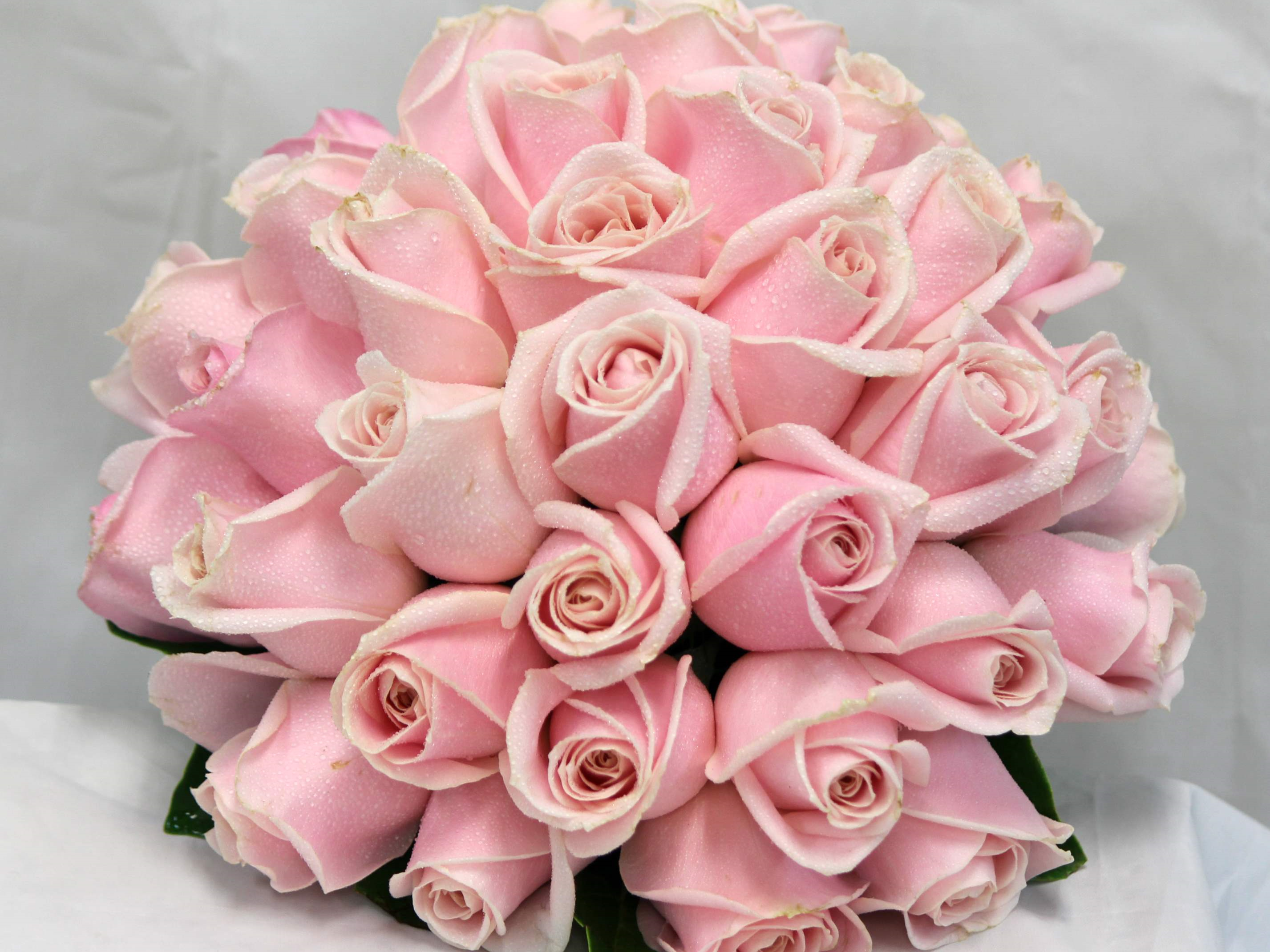 Brisbane Wholesale Flowers