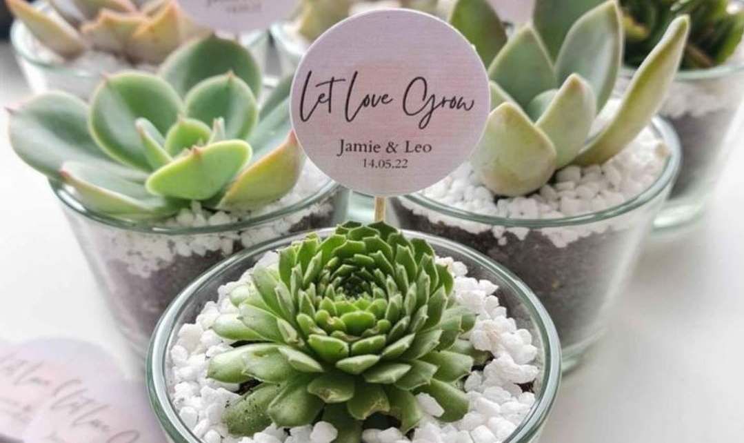 My Garden Studio - Succulent Bomboniere