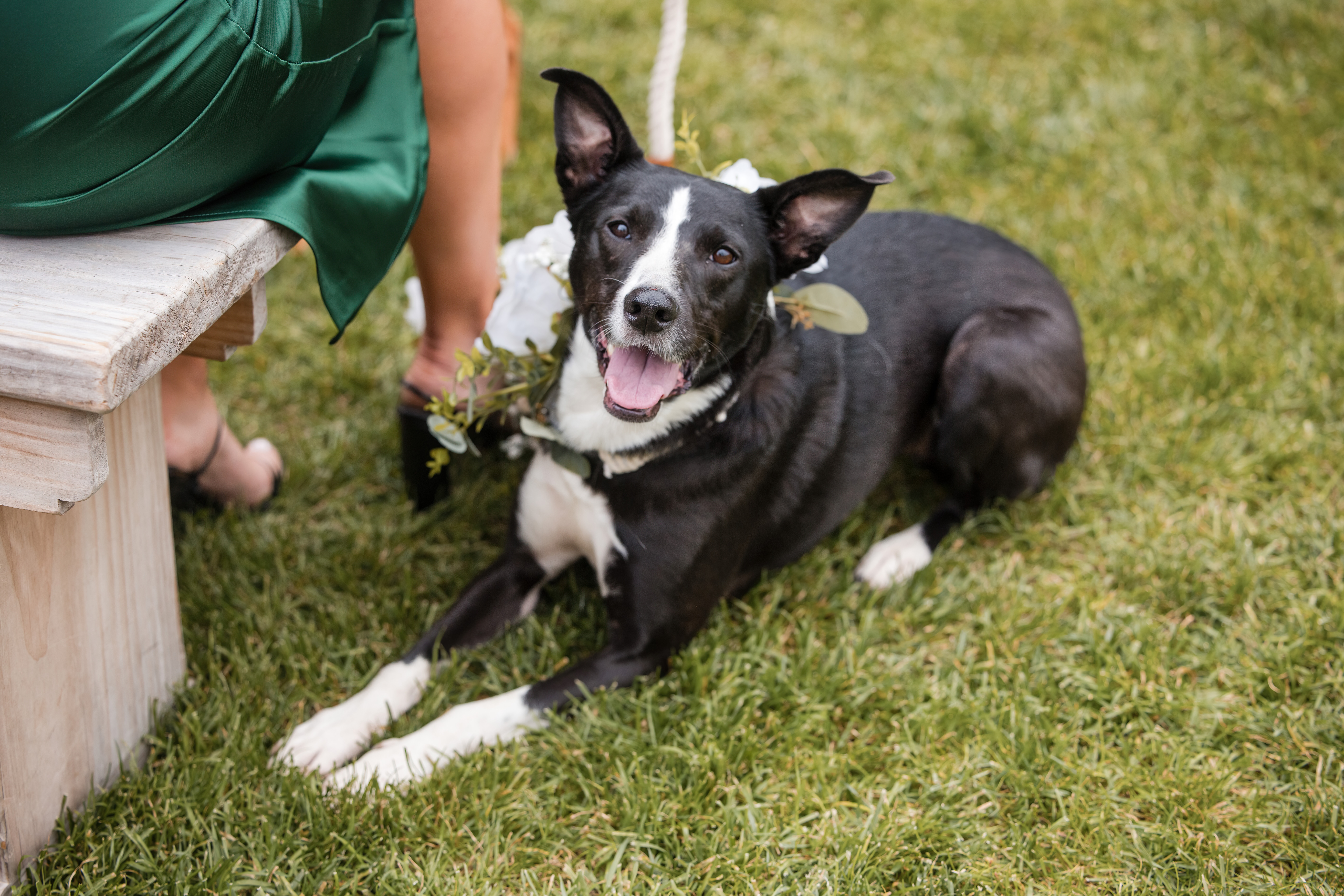 Sit Stay Play Pet Wedding Services