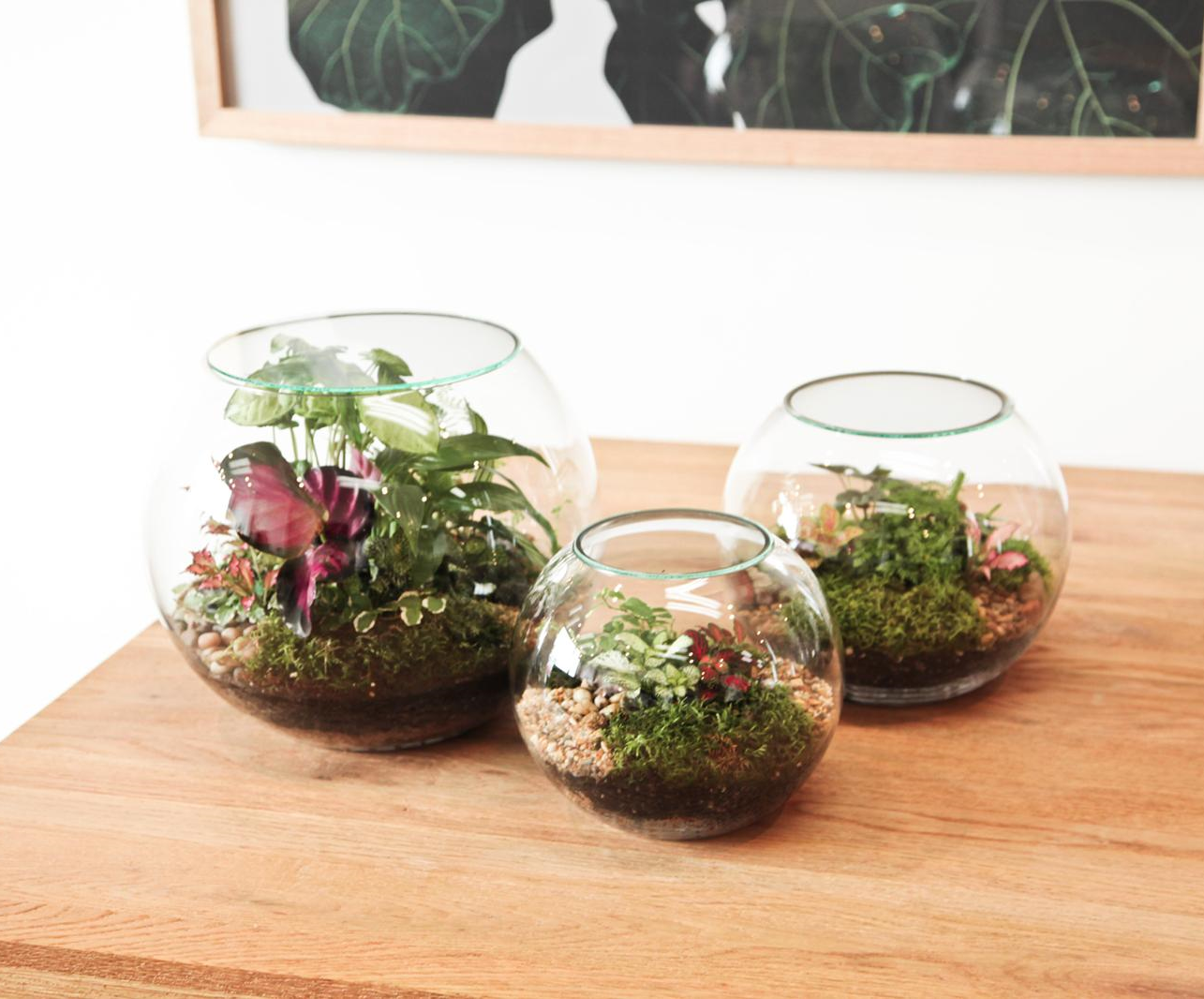 Outside In Terrariums