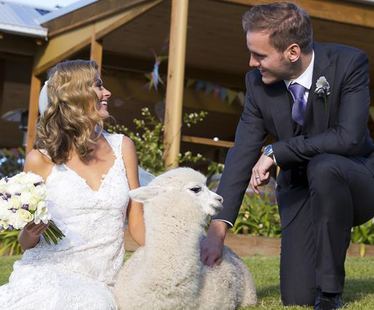 Starline Alpacas Farmstay Resort